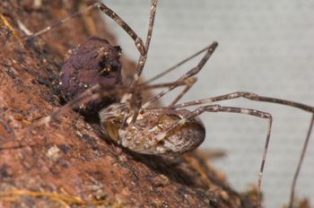Media type: image; Invertebrate Zoology 129557
